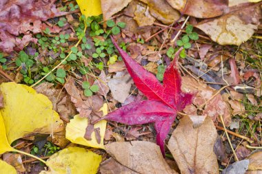 Düşen yapraklar sonbaharda ormandaki yere sonbahar yaprakları.
