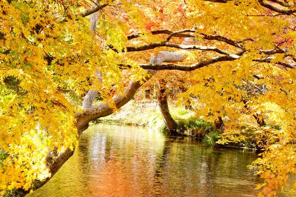 Осенний пейзаж с деревьями и рекой, красочные листья на деревьях — стоковое фото