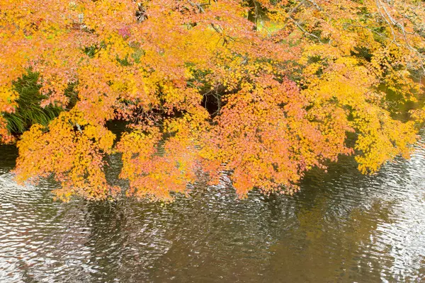 Paysage d'automne avec arbres et rivière, feuilles colorées sur les arbres — Photo