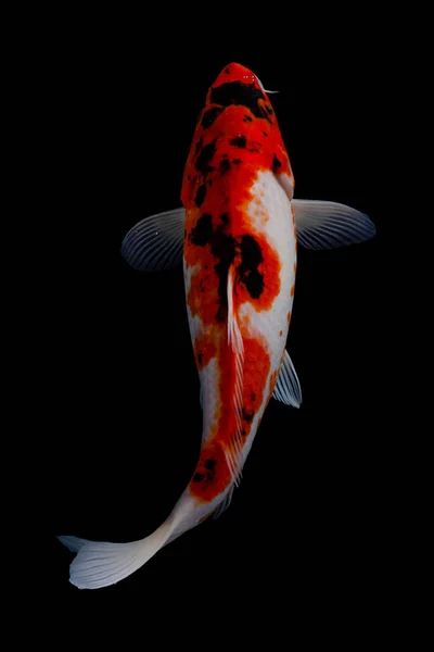 Balkon arka planda Koi balığı