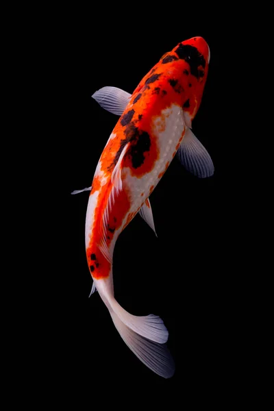 Balkon arka planda Koi balığı