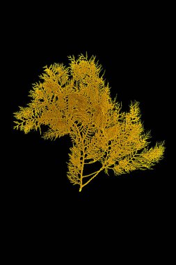 Tropikal yaprakların altın rengi, bitki örtüsü arkaplanı. Soyut yaprak dekorasyonu.