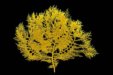 Tropikal yaprakların altın rengi, bitki örtüsü arkaplanı. Soyut yaprak dekorasyonu.