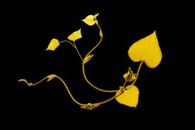 Tropikal yaprakların altın rengi, bitki örtüsü arkaplanı. Soyut yaprak dekorasyonu.