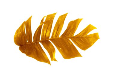 Tropikal yaprakların altın rengi, bitki örtüsü arkaplanı. Soyut yaprak dekorasyonu.