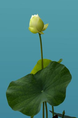 Beyaz nilüfer çiçekleri Gölette güzel Asyalı nilüfer çiçekleri