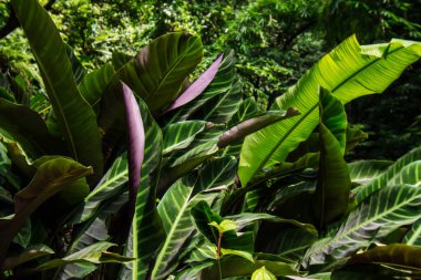 Calathea zebrina yeşil yaprak bitkisi