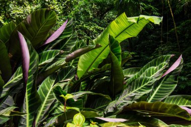 Calathea zebrina yeşil yaprak bitkisi