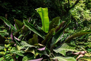 Calathea zebrina yeşil yaprak bitkisi