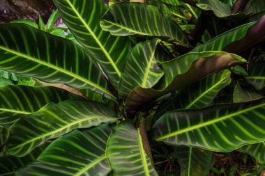 Calathea zebrina yeşil yaprak bitkisi