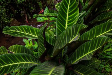 Calathea zebrina yeşil yaprak bitkisi