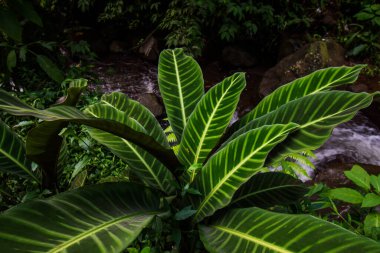Calathea zebrina yeşil yaprak bitkisi