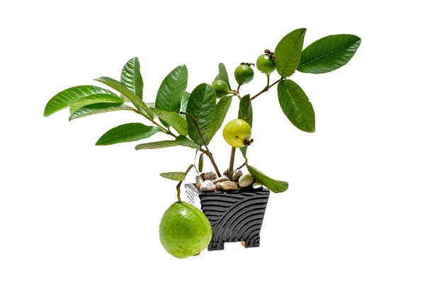 Guava bitkisinin beyaz arka planda çömlekte yetiştirilmesi