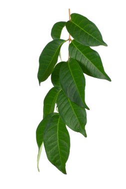 Bay Laurel (Laurus nobilis) beyaz üzerine