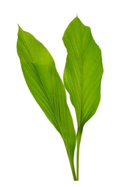 zerdeçal kökü ve yer baharatı