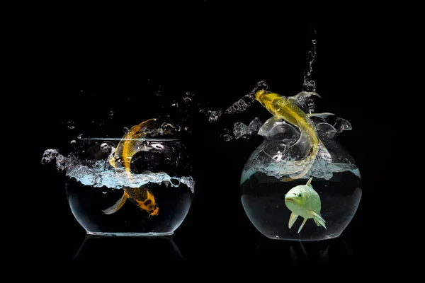 Gold fish jumping in aquariuam on black background