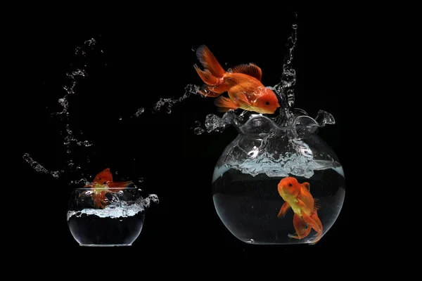 Gold fish jumping in aquariuam on black background