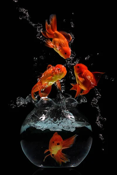Gold fish jumping in aquariuam on black background