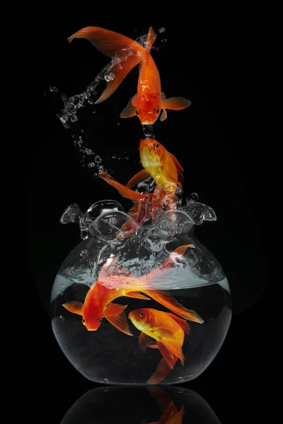 Gold Fish Jumping Aquariuam Black Background — Stock Photo, Image