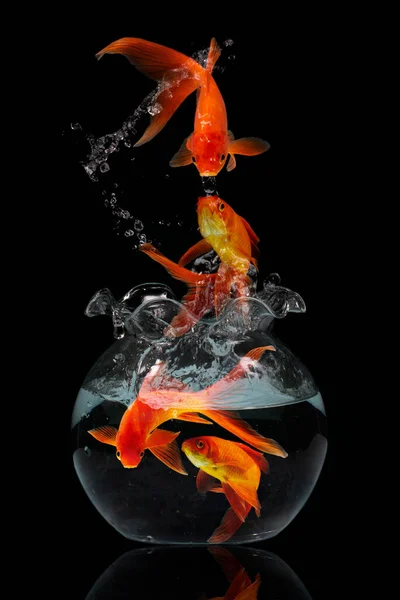 Siyah arka planda akvaryumda atlayan altın balıklar