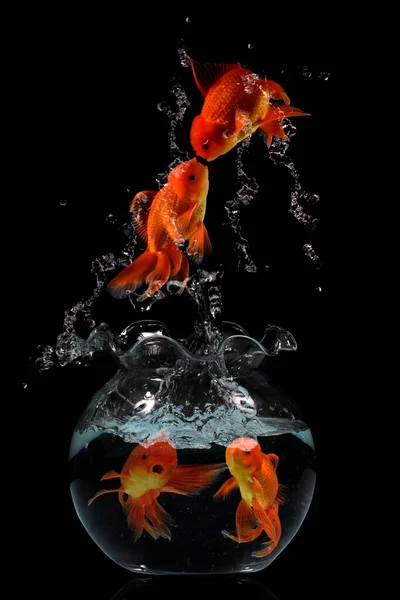 Gold fish jumping in aquariuam on black background