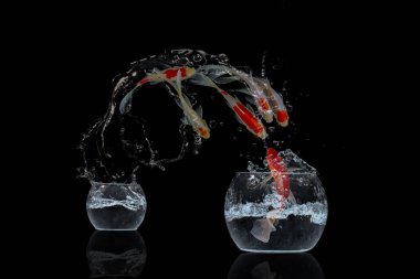 Altın Koi balığı siyah arka planda akvaryumda zıplıyor.