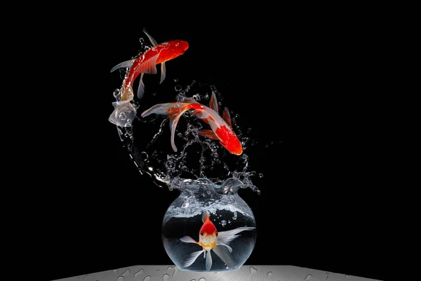 Золота Риба Koi Стрибає Акваріумі Чорному Тлі — стокове фото
