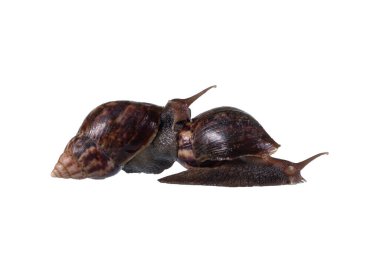 Bahçedeki salyangoz bembeyaz.