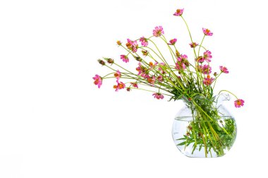 Kozmos 'un mor çiçeği yaşam alanında yakalandı. Beyaz arkaplan