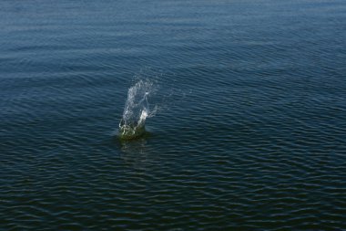 Su damlası, koyu mavi bir zeminde dalgalar ve dalgalanmalar yaratır..