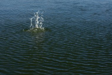 Su damlası, koyu mavi bir zeminde dalgalar ve dalgalanmalar yaratır..