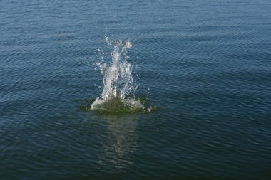 Su damlası, koyu mavi bir zeminde dalgalar ve dalgalanmalar yaratır..