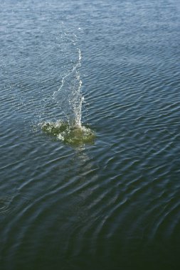 Su damlası, koyu mavi bir zeminde dalgalar ve dalgalanmalar yaratır..