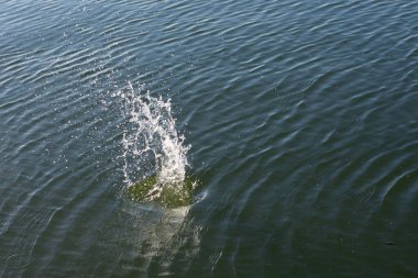 Su damlası, koyu mavi bir zeminde dalgalar ve dalgalanmalar yaratır..