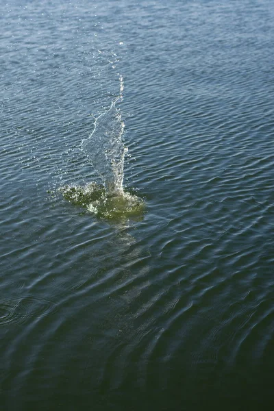 Su damlası, koyu mavi bir zeminde dalgalar ve dalgalanmalar yaratır..
