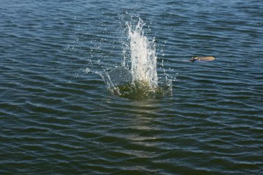 Su damlası, koyu mavi bir zeminde dalgalar ve dalgalanmalar yaratır..