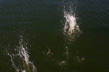 Su damlası, koyu mavi bir zeminde dalgalar ve dalgalanmalar yaratır..