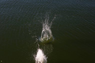 Su damlası, koyu mavi bir zeminde dalgalar ve dalgalanmalar yaratır..