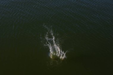 Su damlası, koyu mavi bir zeminde dalgalar ve dalgalanmalar yaratır..
