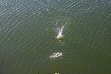 Su damlası, koyu mavi bir zeminde dalgalar ve dalgalanmalar yaratır..