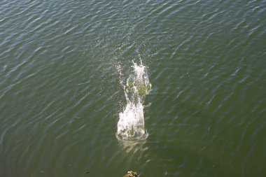 Su damlası, koyu mavi bir zeminde dalgalar ve dalgalanmalar yaratır..