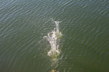 Su damlası, koyu mavi bir zeminde dalgalar ve dalgalanmalar yaratır..