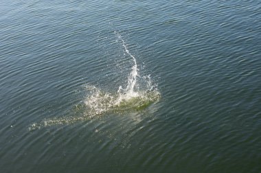 Su damlası, koyu mavi bir zeminde dalgalar ve dalgalanmalar yaratır..
