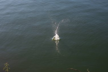 Su damlası, koyu mavi bir zeminde dalgalar ve dalgalanmalar yaratır..