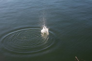 Su damlası, koyu mavi bir zeminde dalgalar ve dalgalanmalar yaratır..