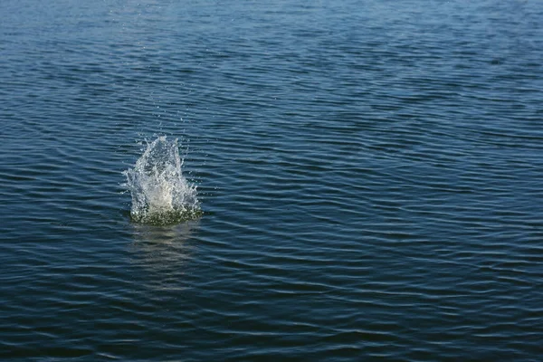 Gota Agua Creando Olas Ondulaciones Fondo Azul Oscuro — Foto de Stock