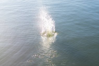 Su damlası, koyu mavi bir zeminde dalgalar ve dalgalanmalar yaratır..