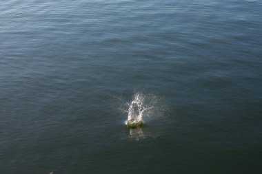Su damlası, koyu mavi bir zeminde dalgalar ve dalgalanmalar yaratır..