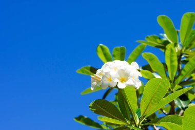 Sarı Frangipani Çiçekleri ve Mavi Gökyüzü