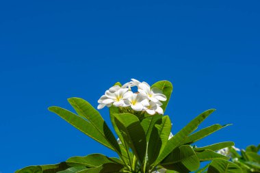 Sarı Frangipani Çiçekleri ve Mavi Gökyüzü